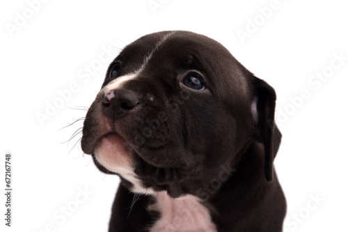 Cute little American Pit Bull Terrier puppy isolated on white background photo