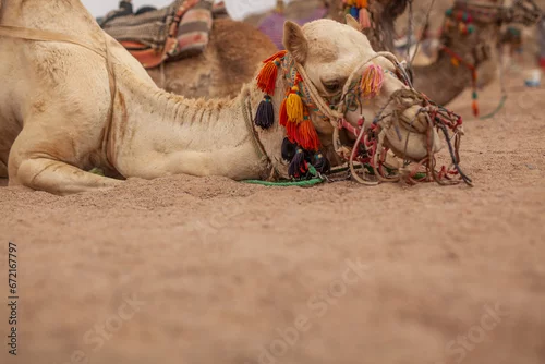 Fototapeta samoprzylepna Wykończony Wielbłąd 