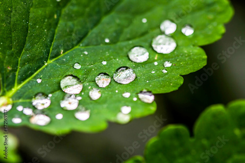 Raindrops on the leaves. HDR Image (High Dynamic Range).
