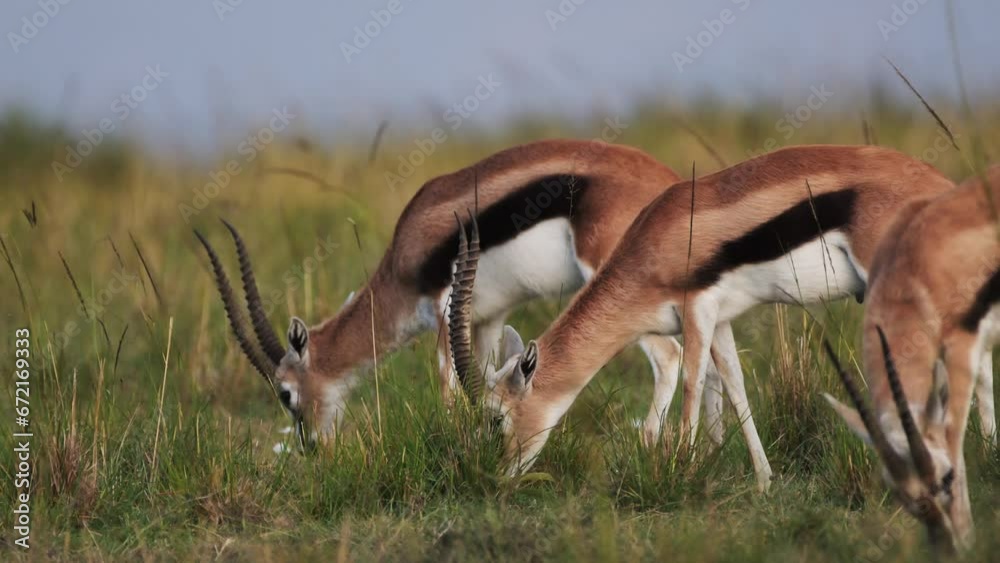 Slow Motion Shot of Thomson gazelle grazing eating grass in grassy grassland wilderness of the savannah, Africa Safari Animals in Masai Mara African Wildlife in Maasai Mara National Reserve Slow Motion Shot of Thomson gazelle grazing eating grass in grassy grassland wilderness of the savannah, Africa Safari Animals in Masai Mara African Wildlife in Maasai Mara National Reserve