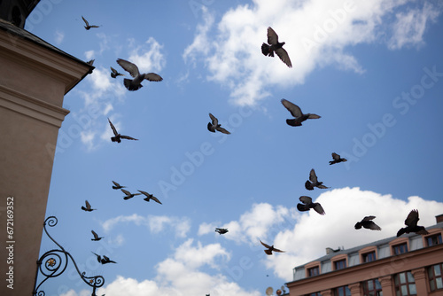 Lot Ptaków photo