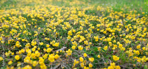 A field of yellow flowers in the grass. Yellow aconites in spring forest.