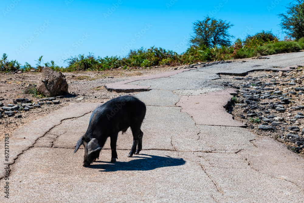 Wild pigs on the road, Corsica island, France Wild pigs on the road, Corsica island, France
