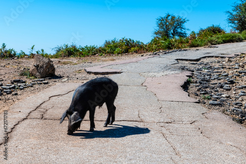 Wild pigs on the road, Corsica island, France