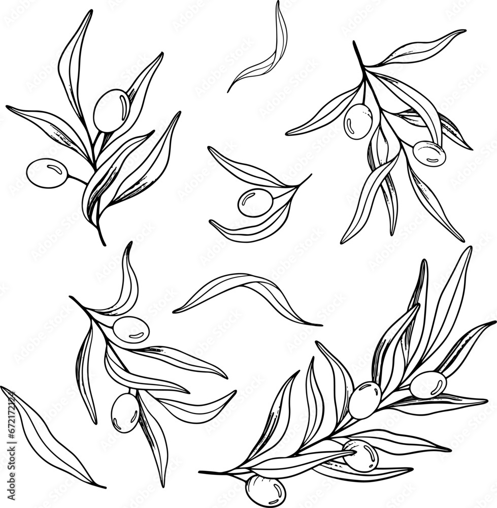 Fototapeta premium Sketch of olive branch with berries and leaves. Hand drawn vector line art illustration. Black and white drawing of the symbol of Italy or Greek for cards, design logo, tattoo
