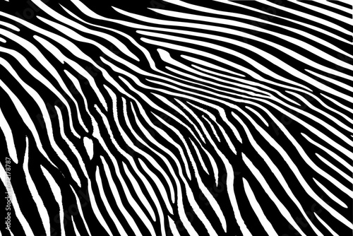 Zebra pattern. Black and white backdrop