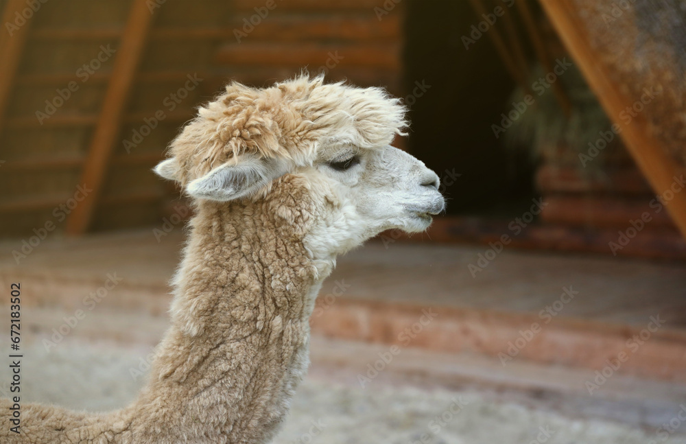 Obraz premium Llama alpaca in the zoo, fluffy and cute animal close up
