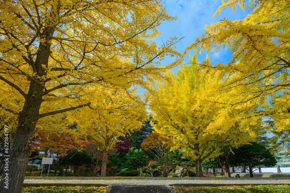 Naklejka premium 大野高校の銀杏