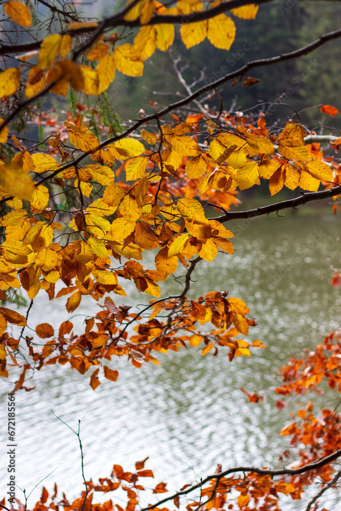 Mountain lake Synevyr. Autumn in the mountains. Tree branch with yellow leaves against the backdrop of a mountain lake. Autumn mood. Ukraine, Transcarpathian region. National Natural Park Synevyr. Mountain lake Synevyr. Autumn in the mountains. Tree branch with yellow leaves against the backdrop of a mountain lake. Autumn mood. Ukraine, Transcarpathian region. National Natural Park Synevyr.