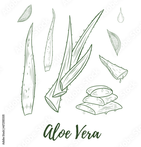 Vector aloe vera plant doodle reaslistic illustration. Black and white line isolated on a white background for design, packaging