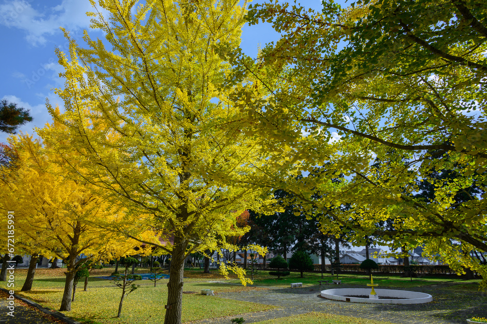 Naklejka premium 大野高校の銀杏