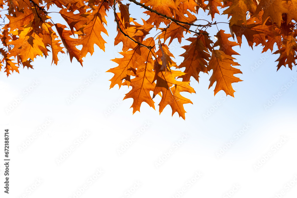 Yellow autumn leaves overhead on a branch of a tree in front of a bright sky. Autumn concept board background. Yellow autumn leaves overhead on a branch of a tree in front of a bright sky. Autumn concept board background.
