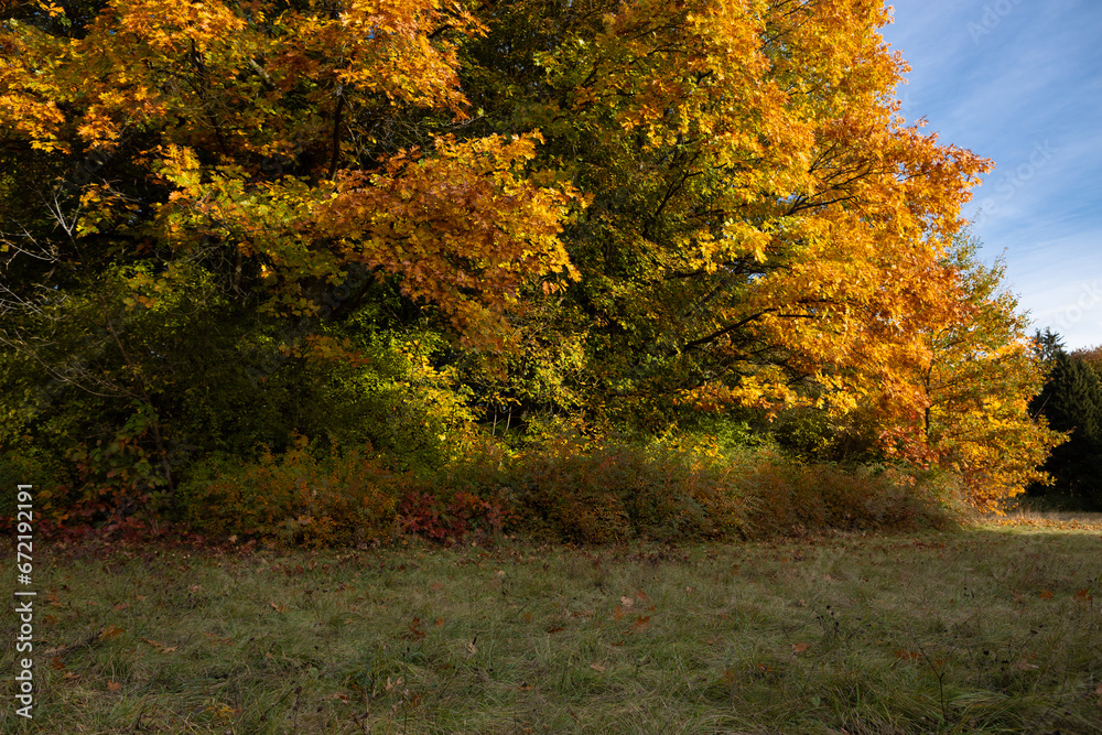 Autumn trees in park with yellow leaves nature