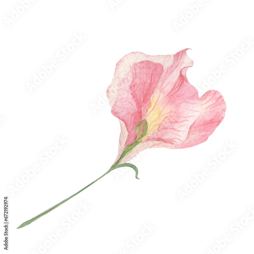 Watercolor beauty isolate pink flower