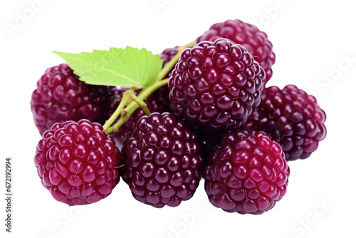 Fresh Mulberry Close Up Isolated On Transparent Background.
