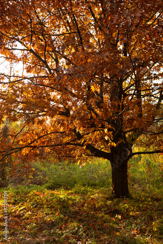 Autumn oak tree with dry brown leaves nature landscape