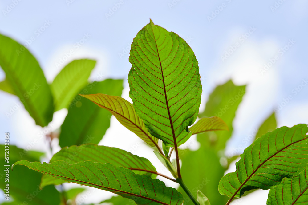 Close-up view of mitragyna speciosa or Kratom leaf against sky Close-up view of mitragyna speciosa or Kratom leaf against sky