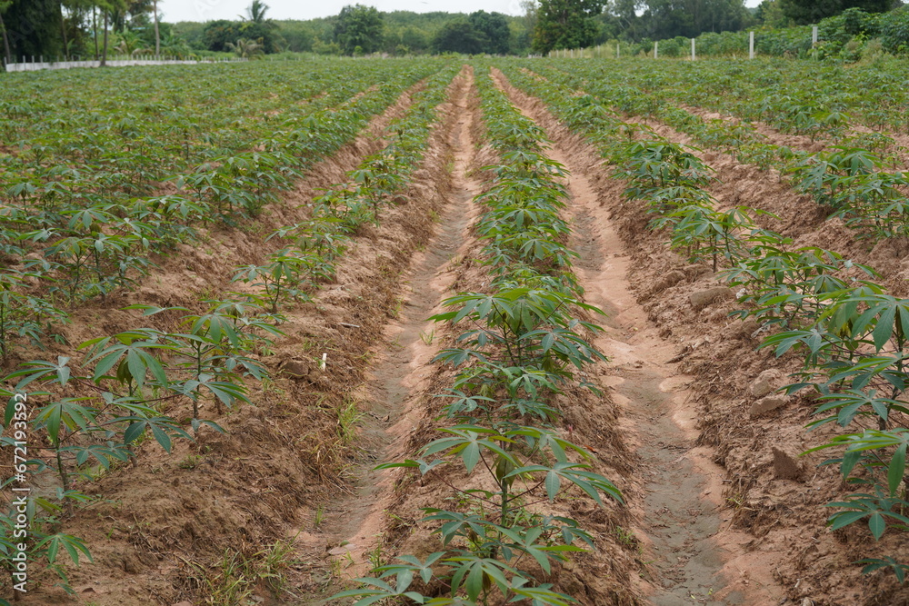 Planting cassava