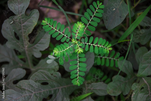 The meniran plant, Phyllanthus urinaria, is one of the herbal plants that can be used as an alternative medicine photo
