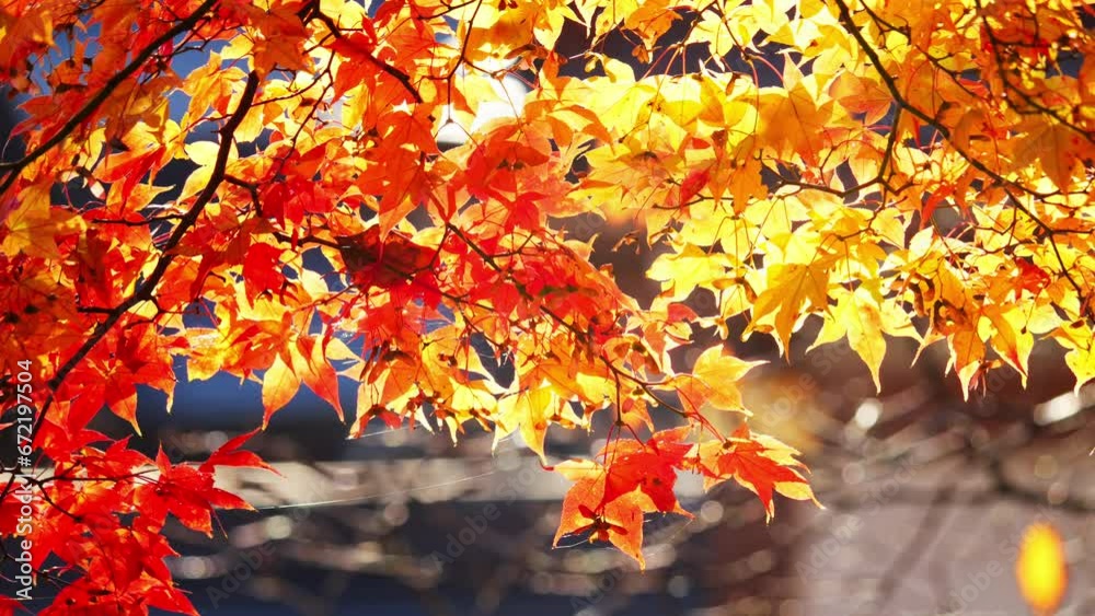 Autumn scenery in Japan. Autumn leaves shining in the sunlight sway in the wind. Autumn scenery in Japan. Autumn leaves shining in the sunlight sway in the wind.