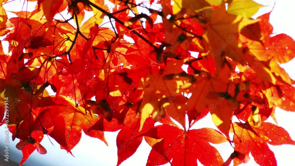 Autumn scenery in Japan. Autumn leaves shining in the sunlight sway in the wind. Autumn scenery in Japan. Autumn leaves shining in the sunlight sway in the wind.