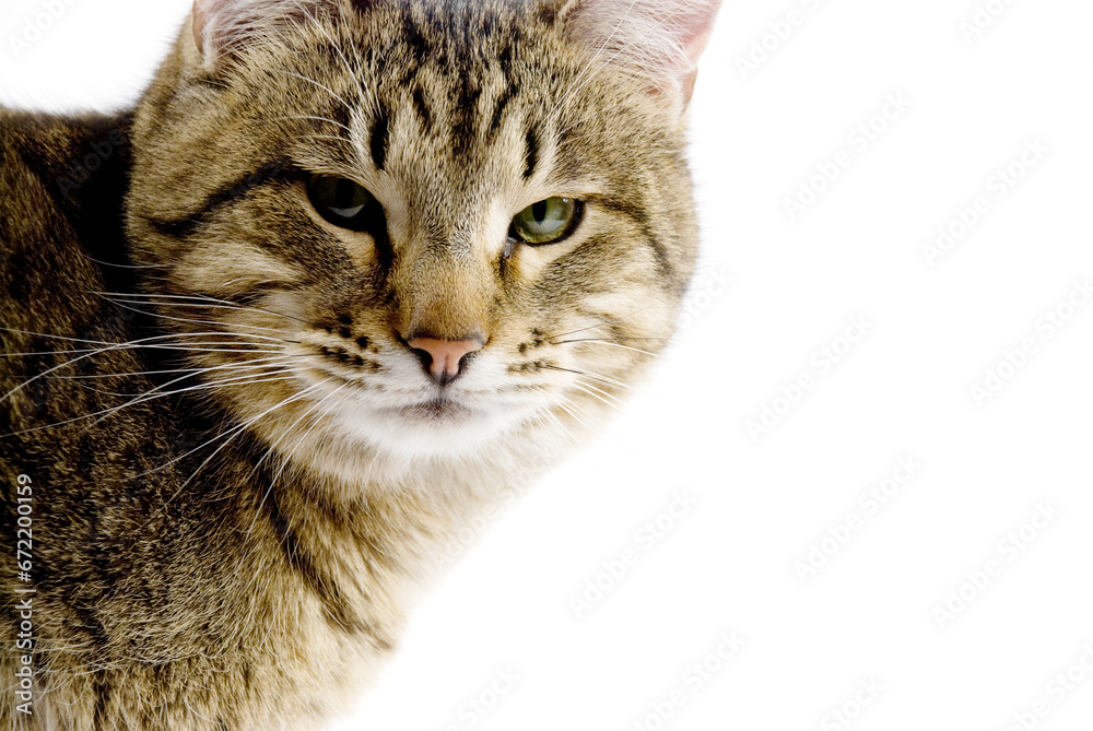 Cats muzzle Cats muzzle