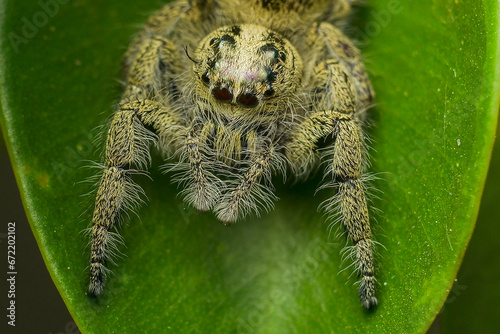 laba-laba kecil diatas daun hijau  photo