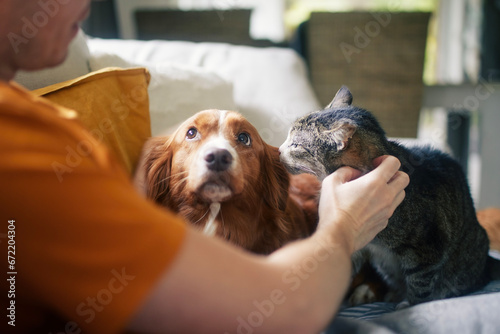 Man sitting on sofa with domestic animals. Pet owner stroking his old cat and dog together. photo