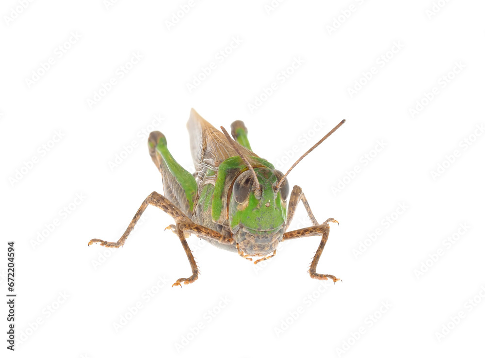 Slender green-winged grasshopper isolated on white background, Aiolopus thalassinus Slender green-winged grasshopper isolated on white background, Aiolopus thalassinus
