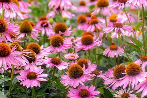 Selective focus of purple pink flower with green leaves in the garden, Echinacea commonly called coneflowers is a genus of herbaceous flowering plants in the daisy family, Nature floral background. © Sarawut