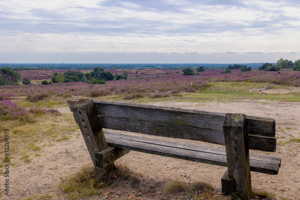 Brown wooden bench on the path with wild purple flowers, Calluna vulgaris (heath, ling or simply heather) is the sole species in the genus Calluna, Flowering plant family Ericaceae, Nature background. Brown wooden bench on the path with wild purple flowers, Calluna vulgaris (heath, ling or simply heather) is the sole species in the genus Calluna, Flowering plant family Ericaceae, Nature background.