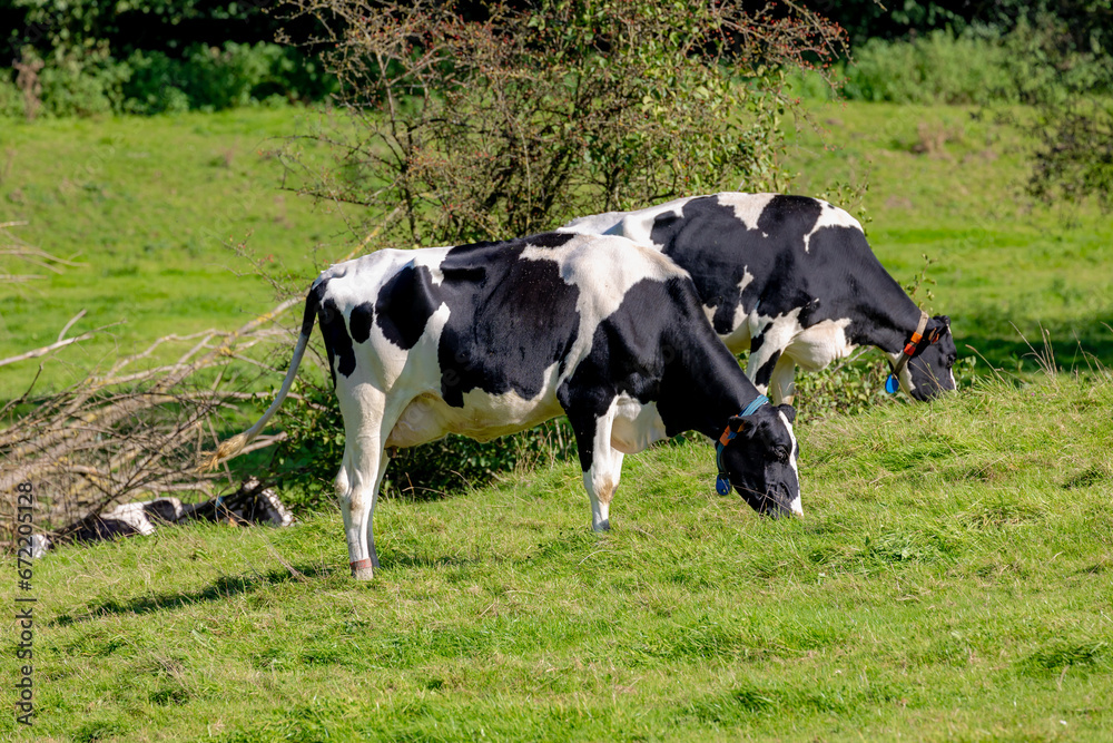 Black and white Dutch cows standing and nibbling fresh grass on the green meadow, Open farm with dairy cattle on the field, Hills countryside of Limburg, The most southern province of the Netherlands. Black and white Dutch cows standing and nibbling fresh grass on the green meadow, Open farm with dairy cattle on the field, Hills countryside of Limburg, The most southern province of the Netherlands.