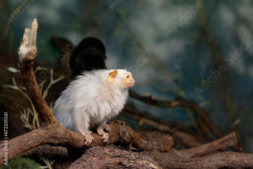 Billede på lærred Small, rare rain forest monkey with silvery-white fur, lying on a branch against blurred green background