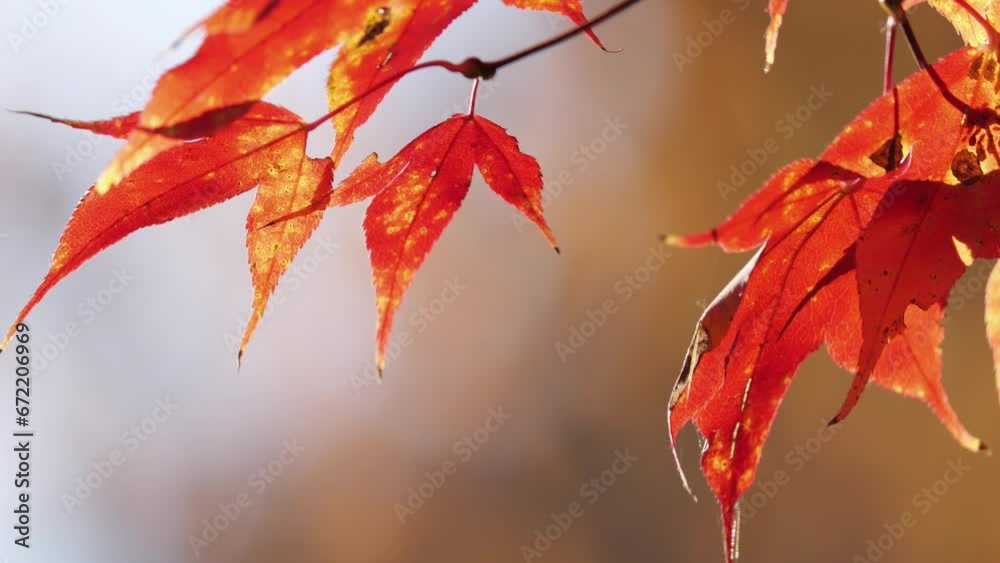 Autumn scenery in Japan. Autumn leaves shining in the sunlight sway in the wind.