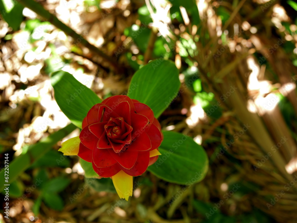 Obraz premium Costus barbatus red and yellow flower with ants, Reunion
