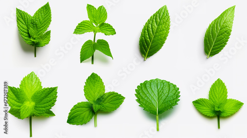 Set of mint leaf. Mint leaves isolated. Fresh mint on white background.