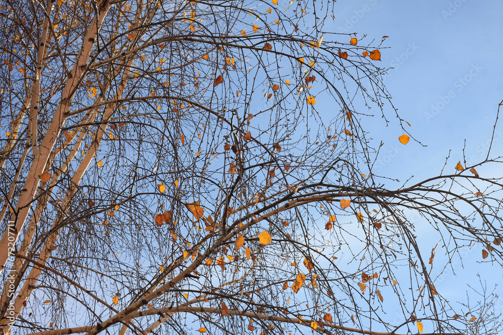 Beautiful birch trees with white birch bark Beautiful birch trees with white birch bark