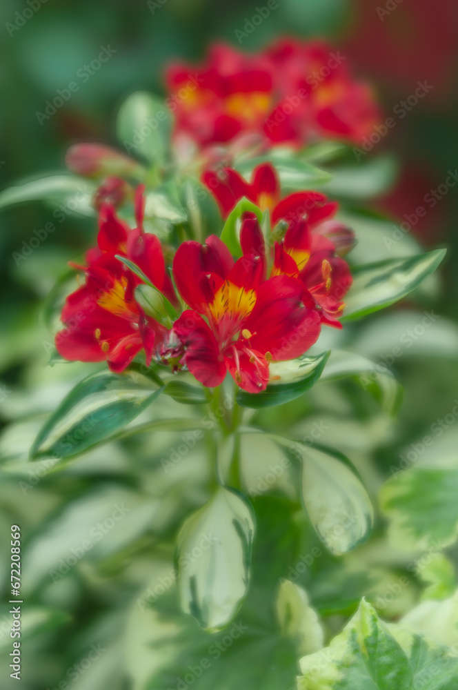 Vivid close-up of red Alstroemeria flower petals. Striking plant with beautifully variegated leaves.
