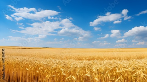 Golden wheat horizon  wide-angle shot of an endless field of wheat  their golden tips contrasting the azure sky  encapsulating nature s grandeur.