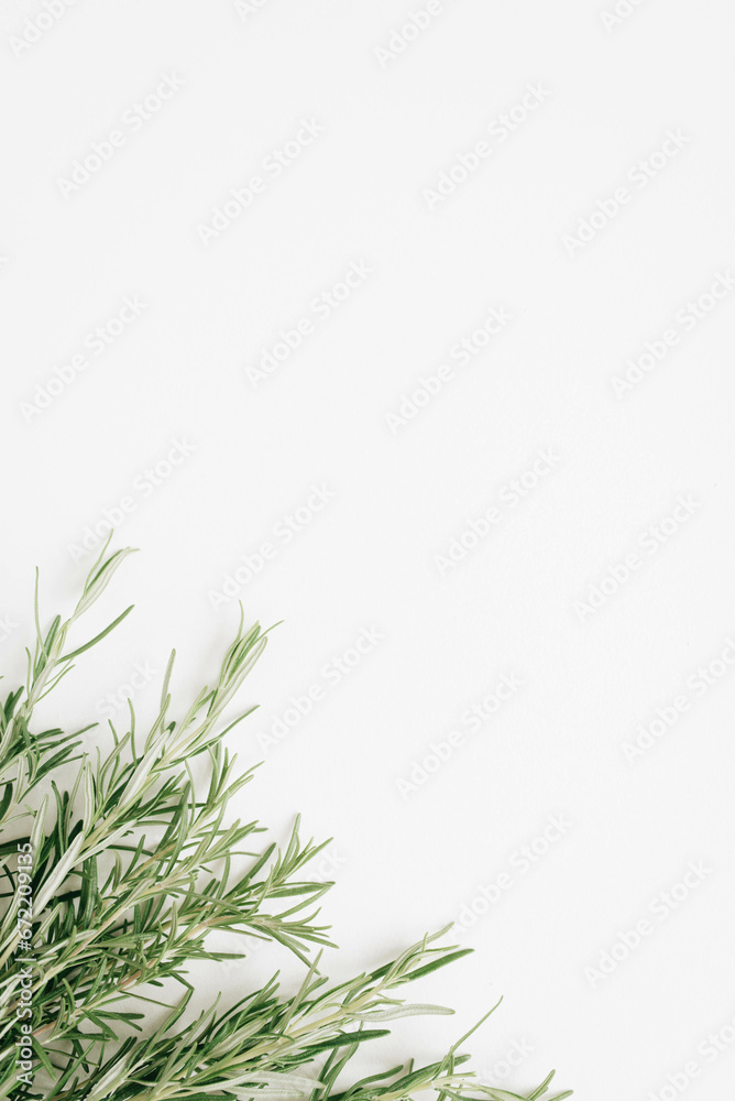Sprigs of rosemary on a white background, flat lay. Plants for aromatherapy. Space for text. Sprigs of rosemary on a white background, flat lay. Plants for aromatherapy. Space for text.