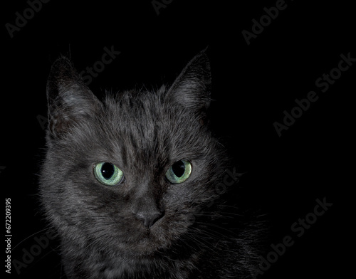black angry discontented cat with bright green eyes