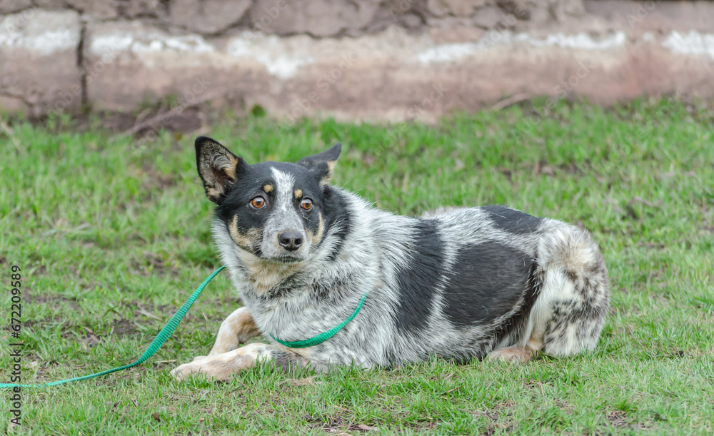 frightened black and white dog mongrel on a leash lies on green grass