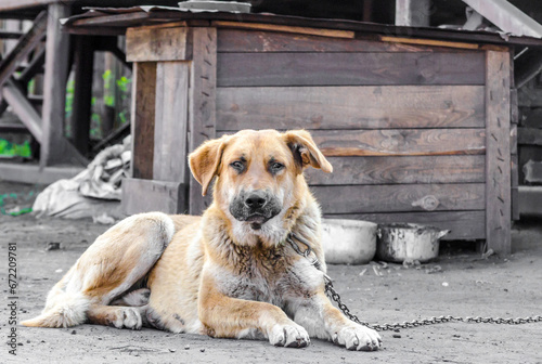 big red chain dog lies next to a wooden booth