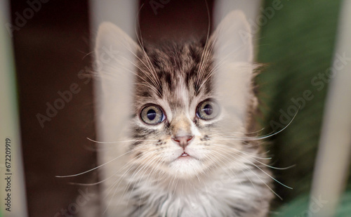 small kitten in the cage looks through the bars with the reflection of rods in the eyes photo