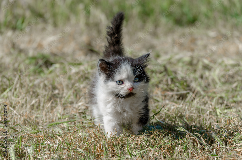 black kitten walking in green grass