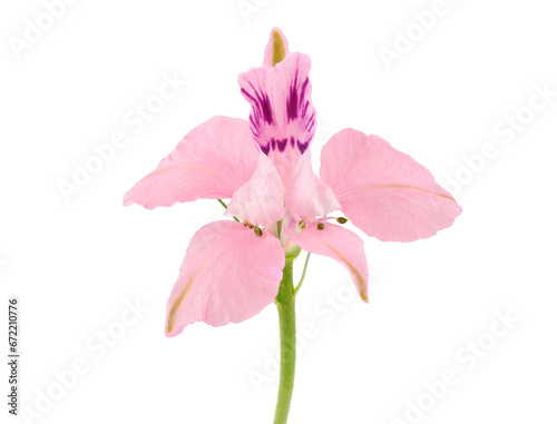 Oriental knight’s spur pink flower isolated on white background, Consolida orientalis
