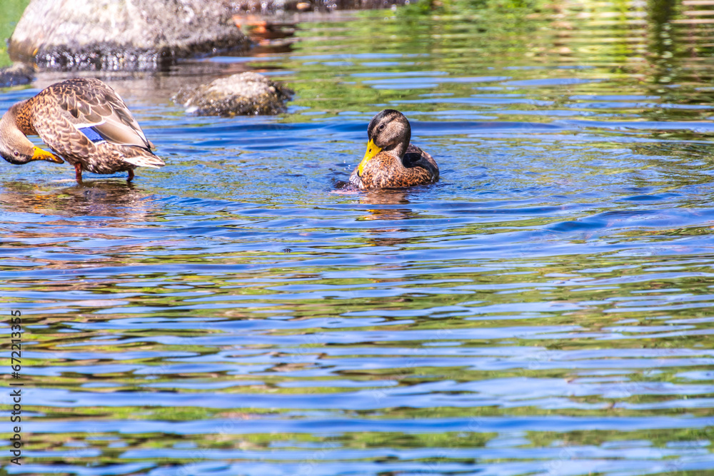 Pato en el Rio Arnoia, Allariz.