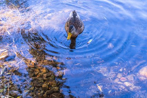 Pato en el Rio Arnoia, Allariz. photo
