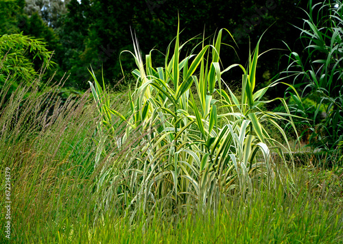 Mozga trzcinowata (Phalaris arundinacea), zółtozielona mozga, żóltozielone liście, reed canary grass	
