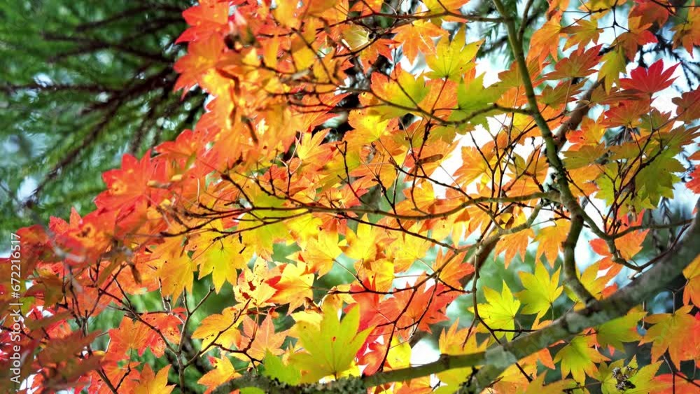 Autumn scenery in Japan. Autumn leaves shining in the sunlight sway in the wind. Autumn scenery in Japan. Autumn leaves shining in the sunlight sway in the wind.